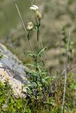 Fritillaria verticillata. Отцветающее растение. Казахстан, Восточно-Казахстанская обл.; Западный Алтай, скл. Ульбинского хребта, окр. УК ГЭС. 11.05.2018.