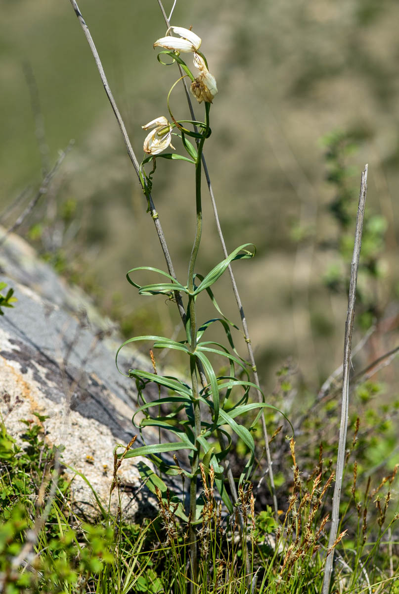 Image of Fritillaria verticillata specimen.