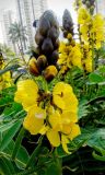Senna didymobotrya