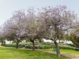 Jacaranda mimosifolia