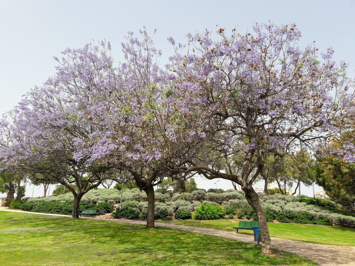 Image of Jacaranda mimosifolia specimen.