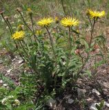 Inula hirta