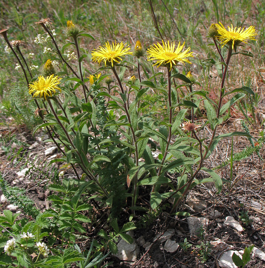 Image of Inula hirta specimen.