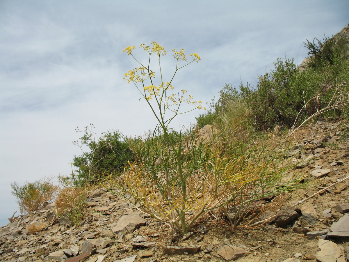 Изображение особи Ferula leucographa.