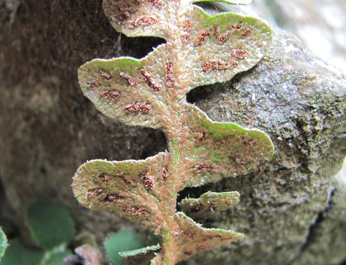 Image of Ceterach officinarum specimen.