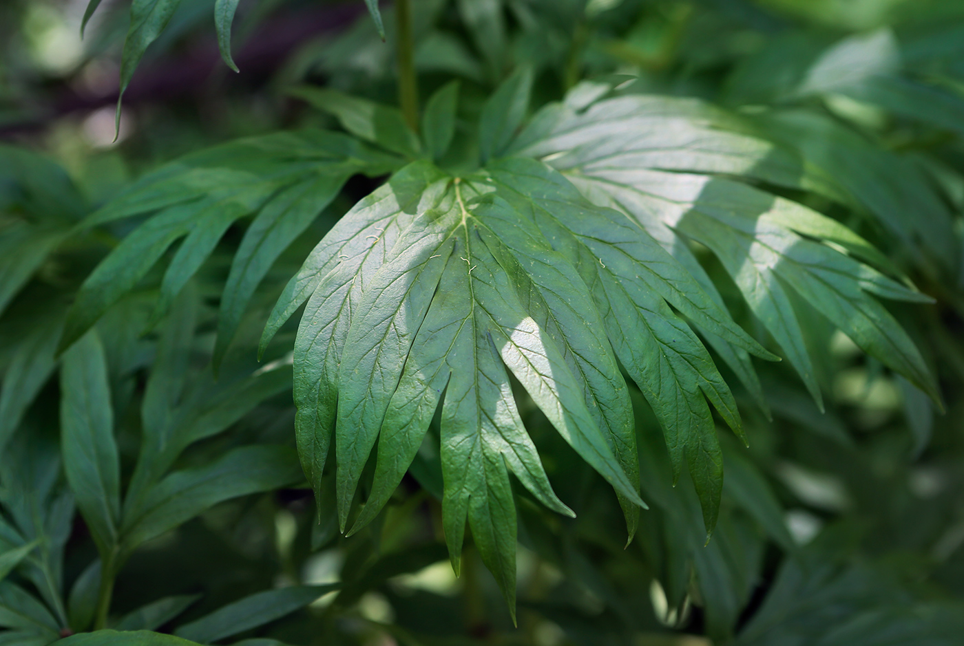 Image of Paeonia anomala specimen.