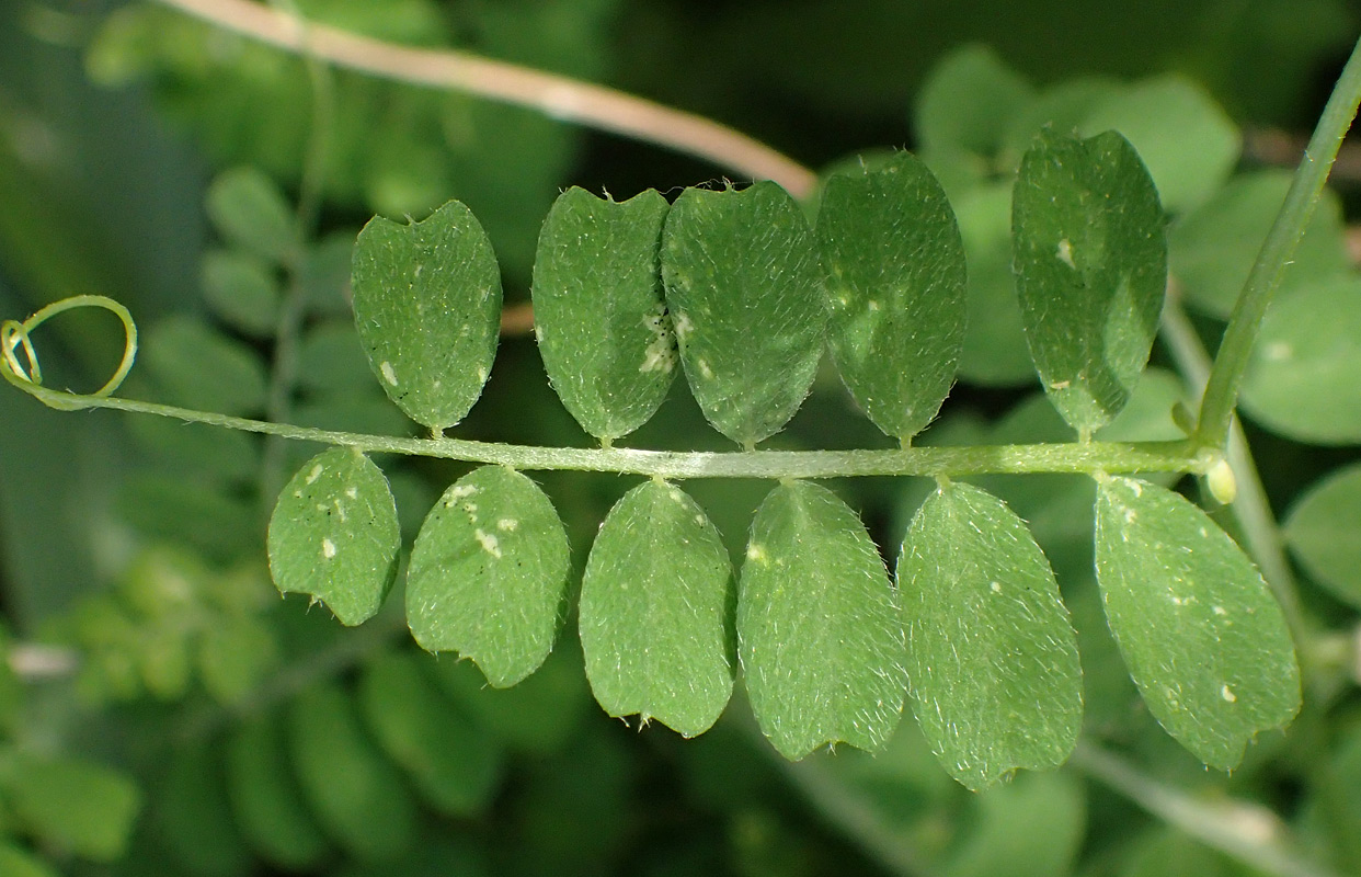 Изображение особи Vicia hybrida.