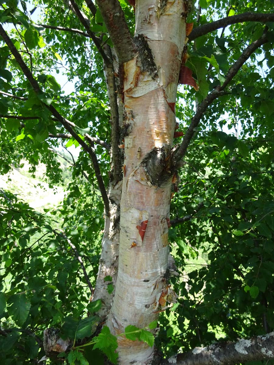 Изображение особи Betula raddeana.