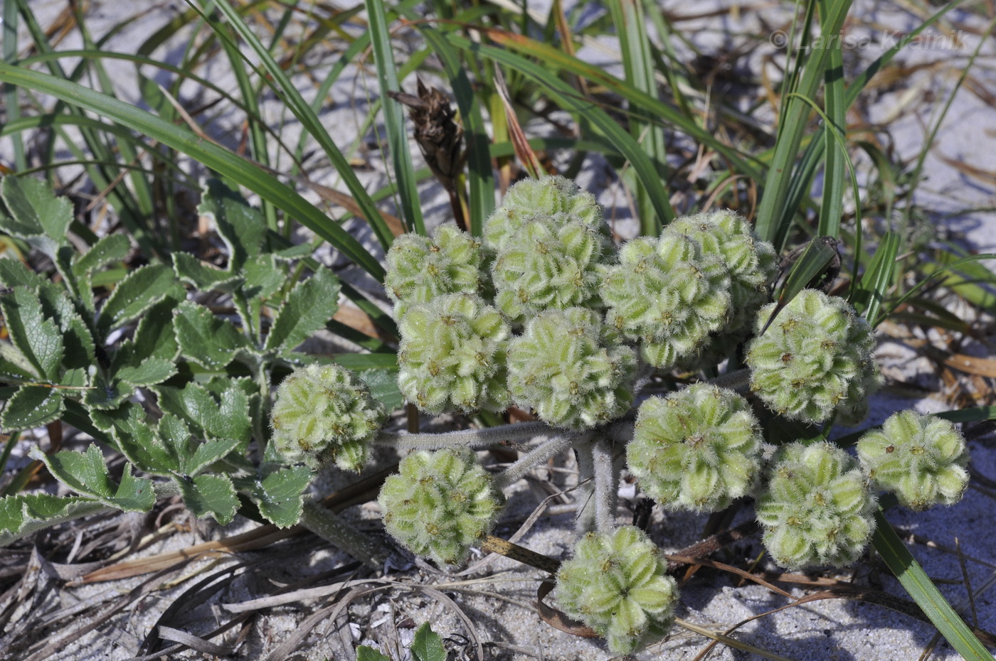 Изображение особи Glehnia litoralis.