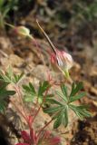 Geranium columbinum