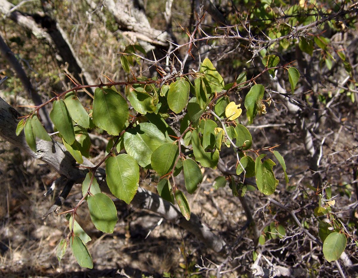 Image of Paliurus spina-christi specimen.