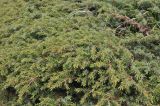 Juniperus hemisphaerica. Ветви. Грузия, Боржоми-Харагаульский национальный парк, маршрут №1; гора Ломис-Мта, ≈ 2050 м н.у.м., предвершинный луг. 25.05.2018.