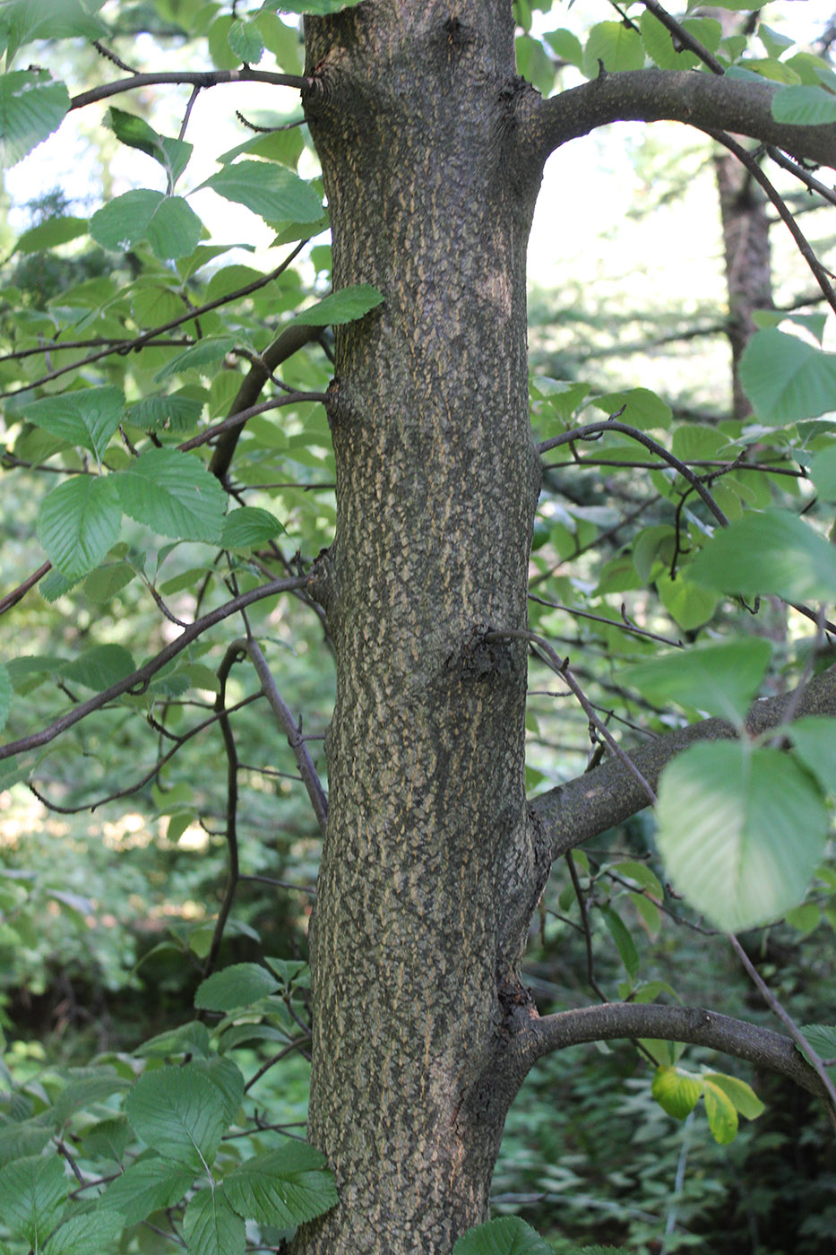 Image of Sorbus graeca specimen.