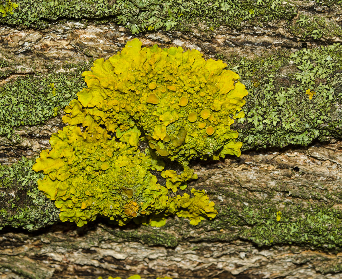 Image of Xanthoria parietina specimen.