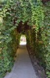 Parthenocissus quinquefolia