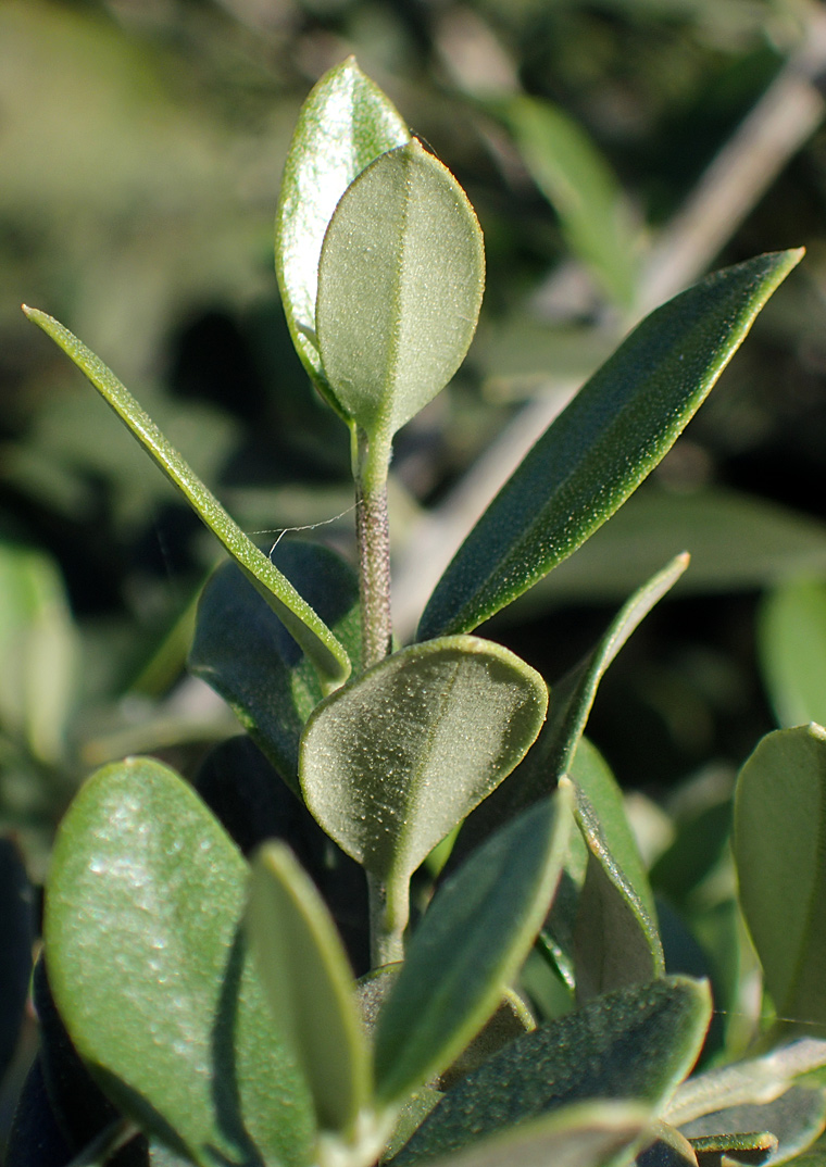 Изображение особи Olea europaea var. sylvestris.