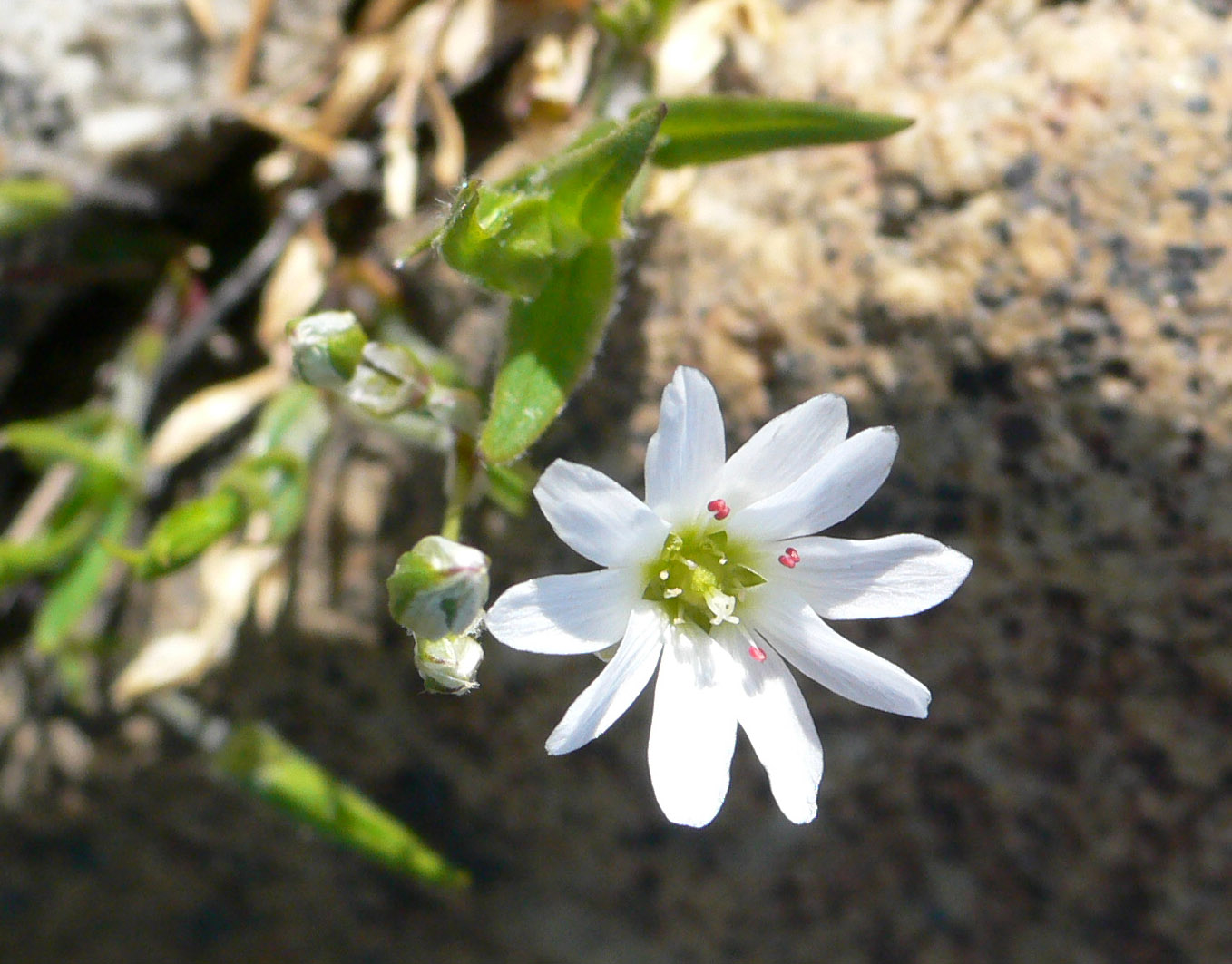 Изображение особи род Stellaria.