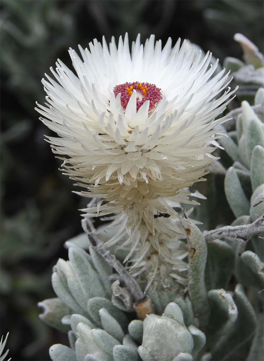 Image of Syncarpha vestita specimen.