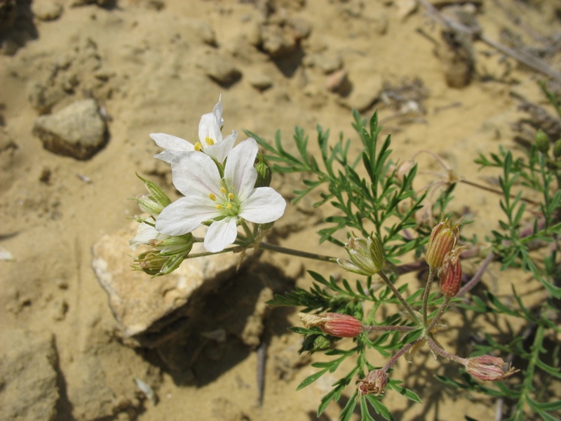 Изображение особи Erodium stevenii.