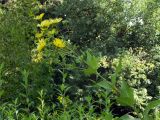 Silphium perfoliatum. Цветущее растение. Узбекистан, г. Ташкент, Ботанический сад им. Ф.Н. Русанова, 09.08.2008.