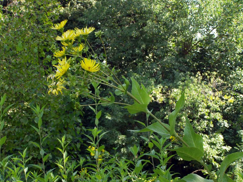 Image of Silphium perfoliatum specimen.