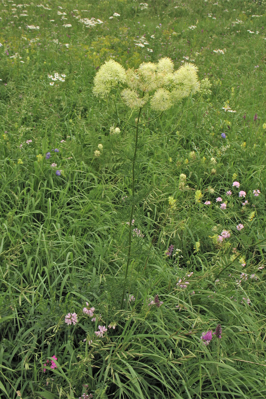 Изображение особи Thalictrum lucidum.