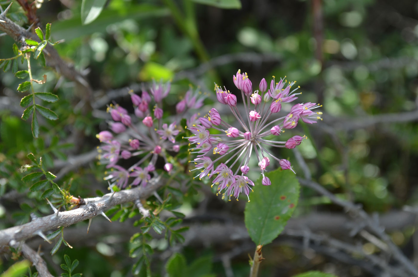 Image of Allium gracillimum specimen.