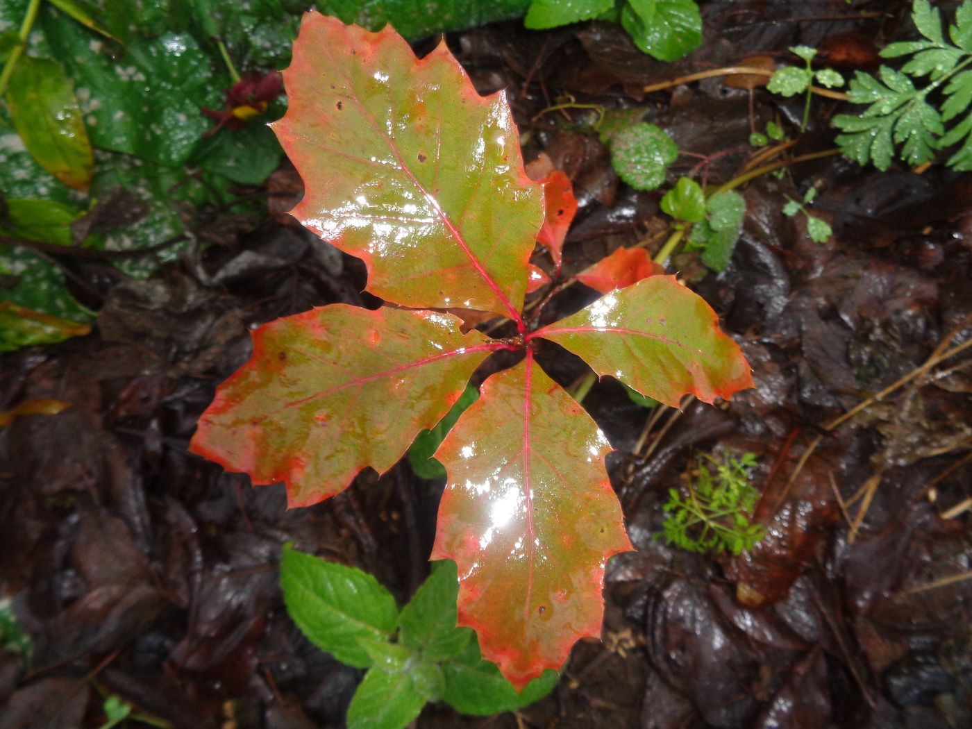 Image of Quercus rubra specimen.