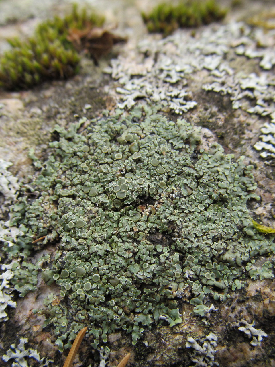 Изображение особи Lecanora muralis.