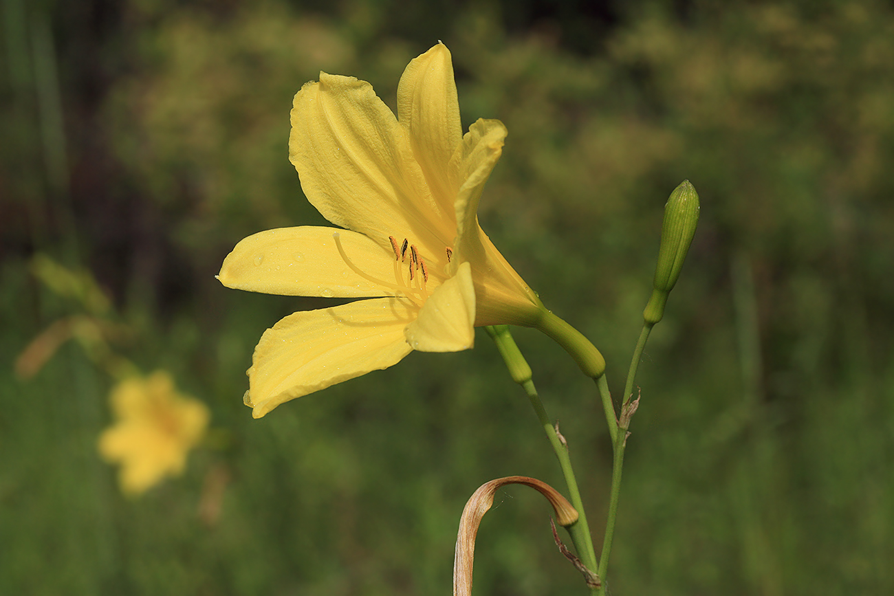 Изображение особи Hemerocallis minor.