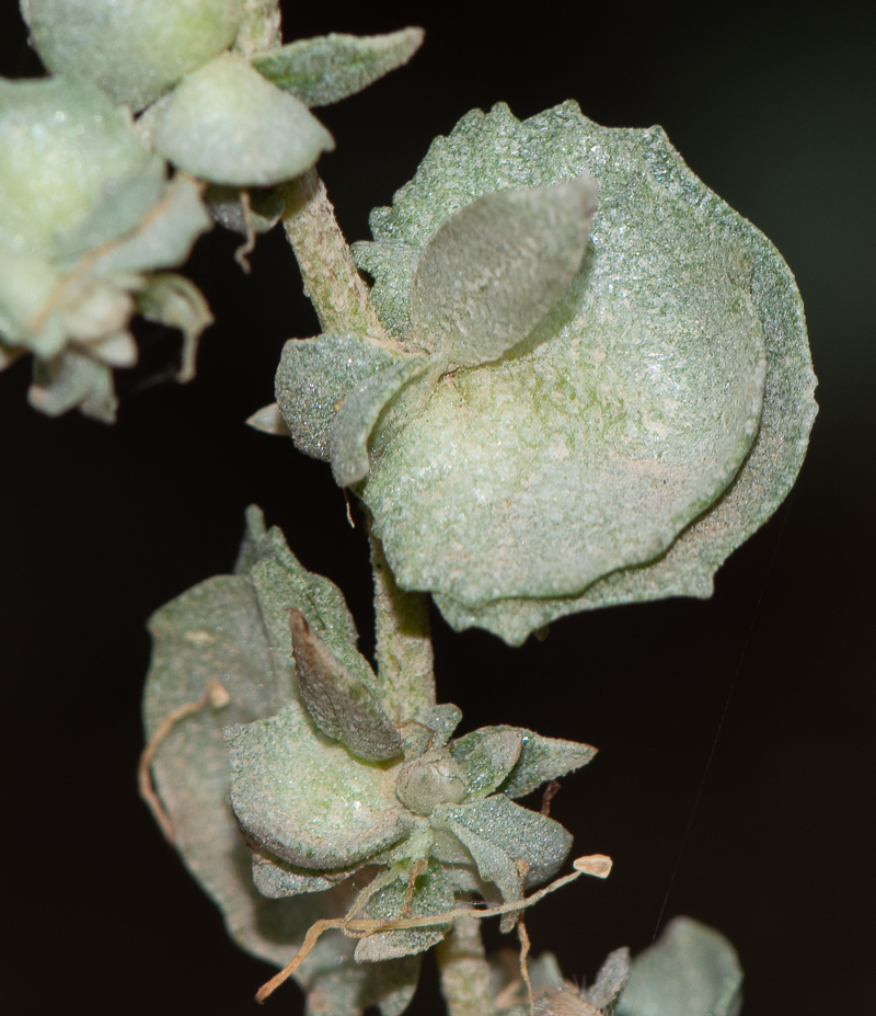 Изображение особи Atriplex nummularia.