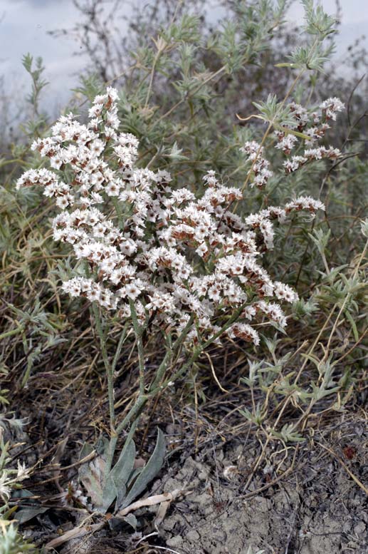 Image of Goniolimon callicomum specimen.