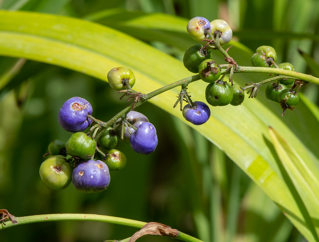 Image of Dianella caerulea specimen.