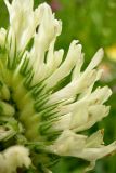 Trifolium pannonicum