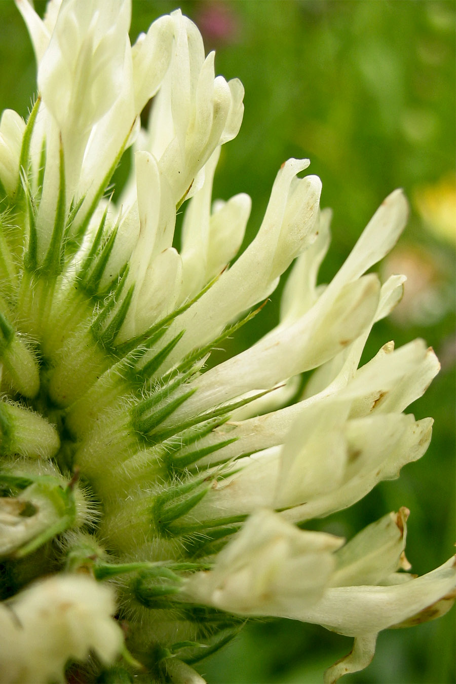 Изображение особи Trifolium pannonicum.