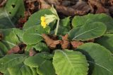 Primula macrocalyx