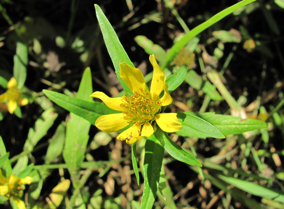 Изображение особи Bidens cernua var. radiata.