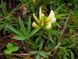 Trifolium polyphyllum