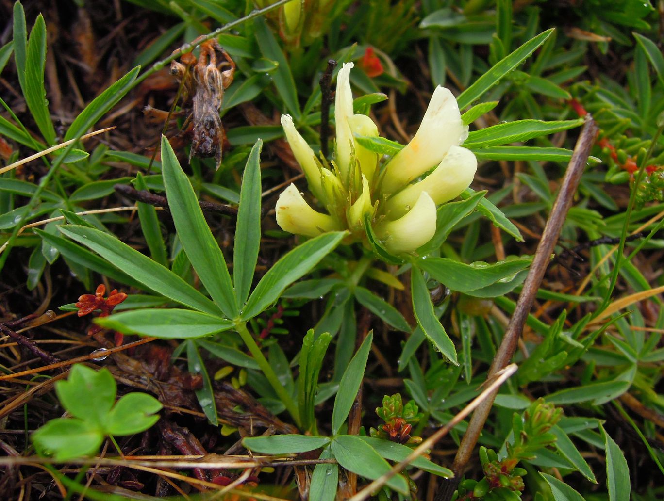 Изображение особи Trifolium polyphyllum.