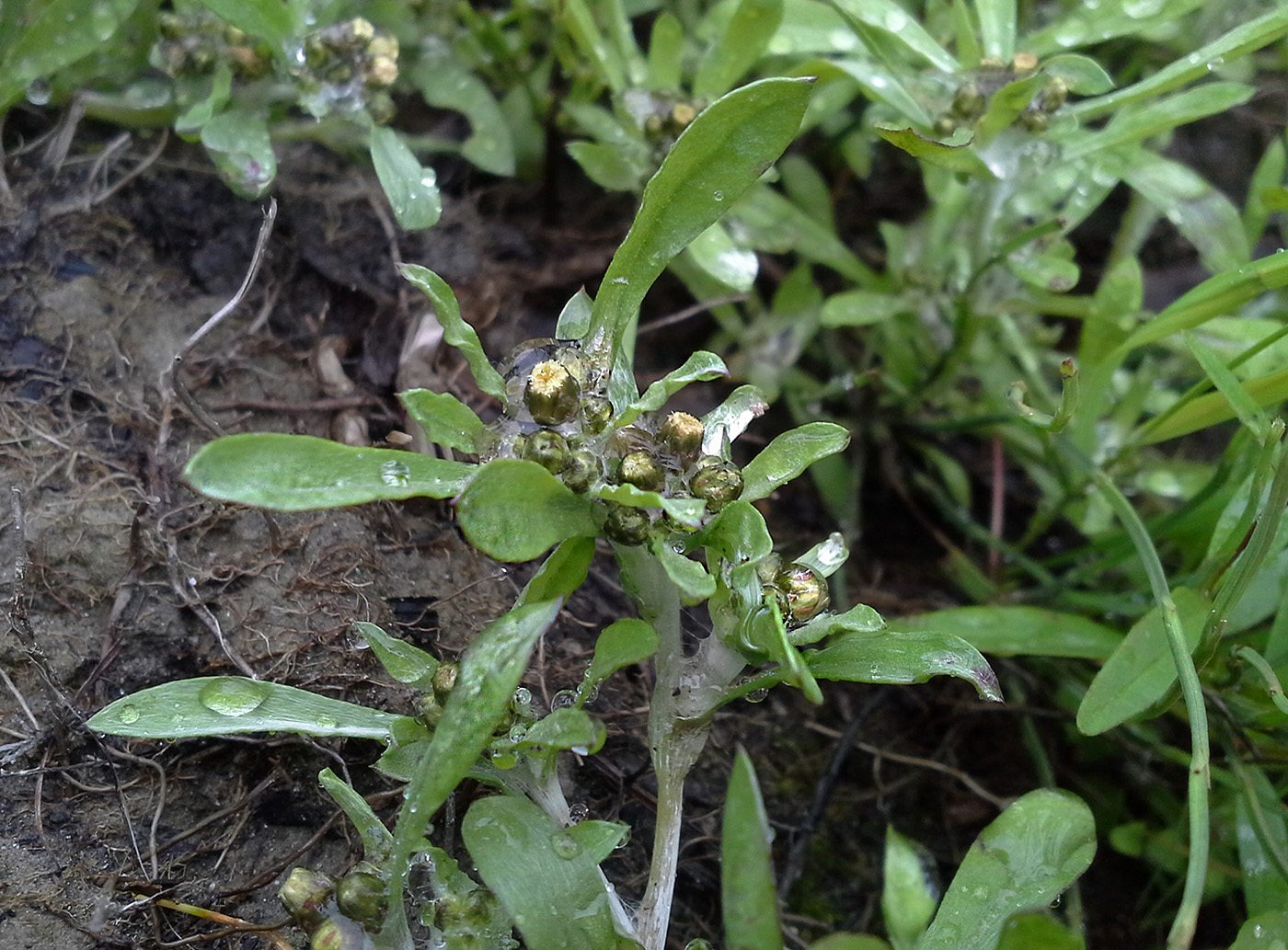 Изображение особи Gnaphalium uliginosum.