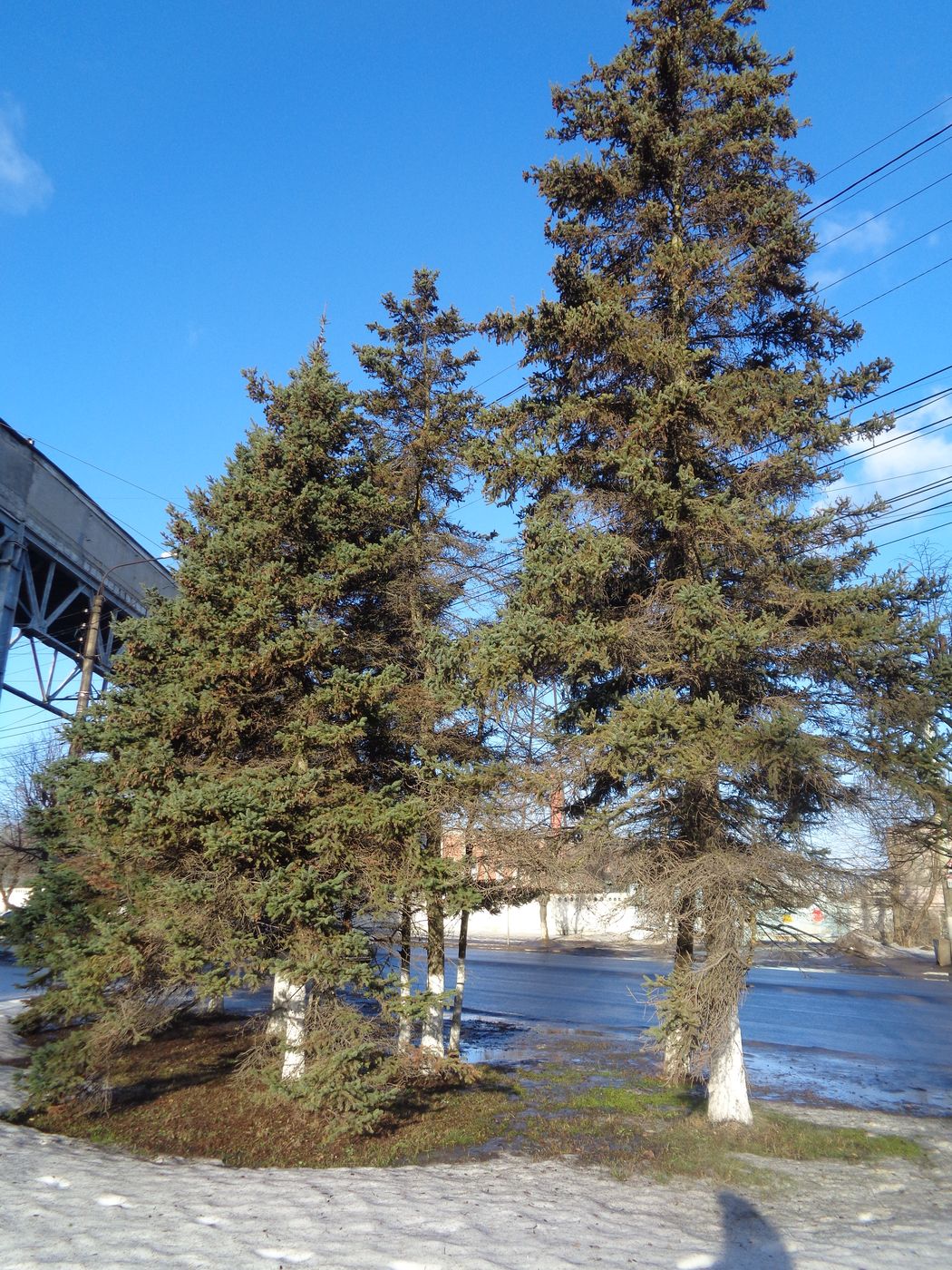 Image of Picea glauca specimen.