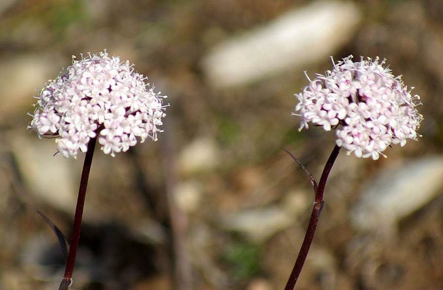 Изображение особи Valeriana capitata.