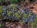 genus Peltigera. Талломы с апотециями. Пермский край, Оханский р-н, Кунчурихинский бор, смешанный лес, на поваленном стволе дерева. 14.07.2018.