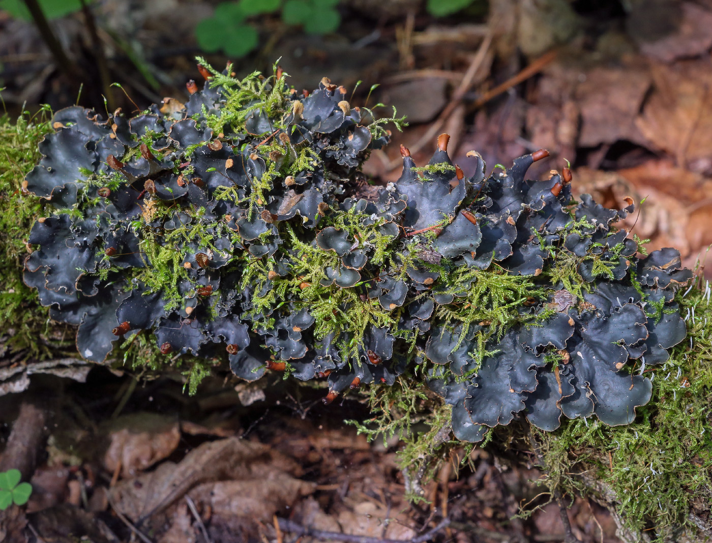 Image of genus Peltigera specimen.