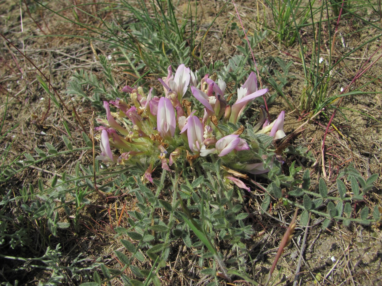 Image of Astragalus dolichophyllus specimen.