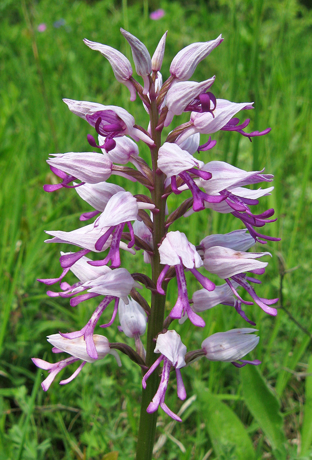 Изображение особи Orchis militaris ssp. stevenii.