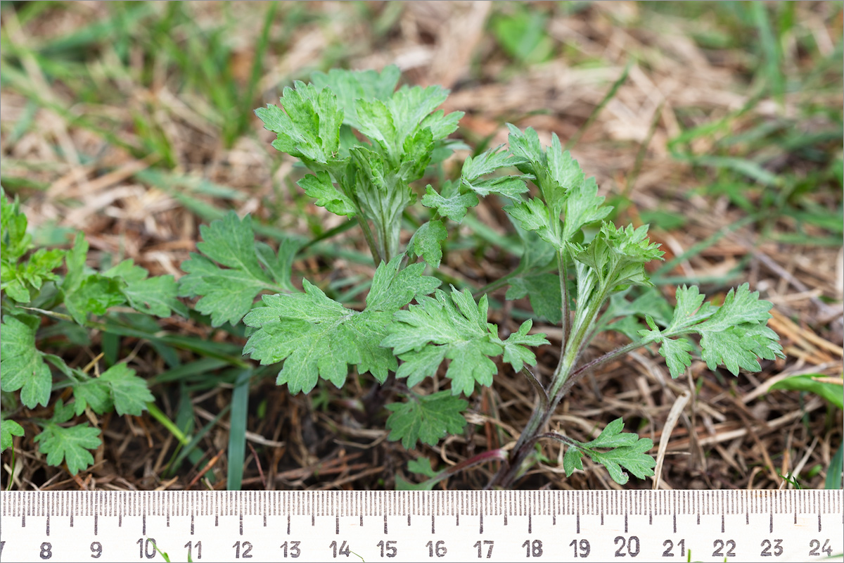 Изображение особи Artemisia vulgaris.