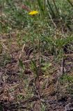 genus Hieracium. Цветущее растение. Пермский край, г. Пермь, Кировский р-н, задернованный склон песчаного карьера. 08.06.2019.