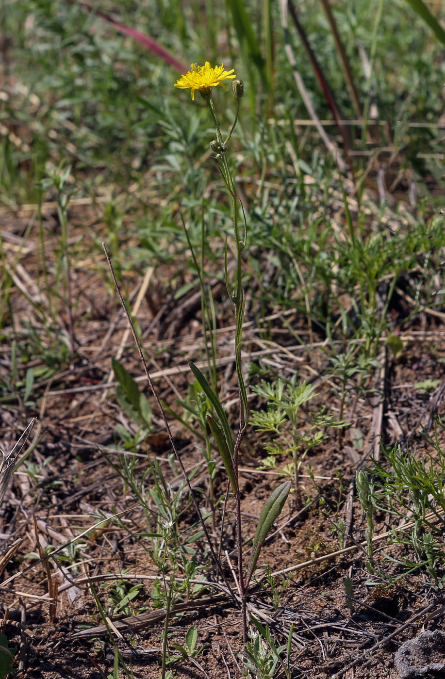 Изображение особи род Hieracium.