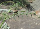 Astragalus haesitabundus